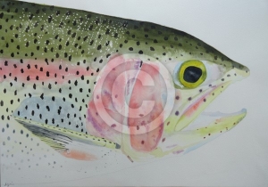 Rainbow Trout